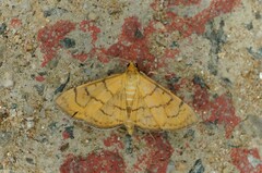 Anania verbascalis