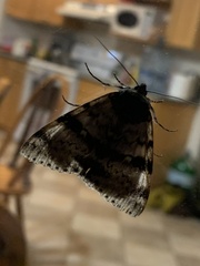 Catocala relicta