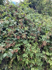 Rubus bifrons