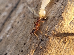Pheidole obscurithorax