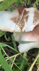 Leucoagaricus americanus