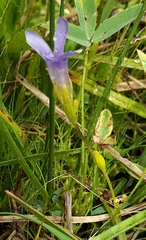 Gentianopsis simplex