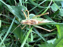 Tettigonia cantans
