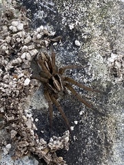 Trochosa