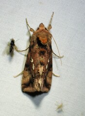 Autographa bimaculata