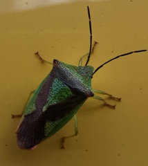 Acanthosoma haemorrhoidale