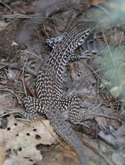 Aspidoscelis tesselatus