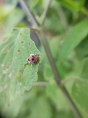 Coccinellidae