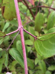 Cornus amomum