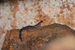 Plethodon metcalfi