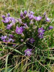 Gentianella germanica