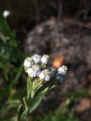 Achillea alpina