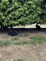 Oryctolagus cuniculus domesticus