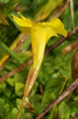 Erythranthe primuloides