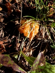 Cantharellus roseocanus