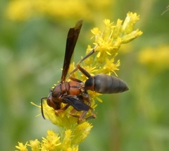Polistes metricus