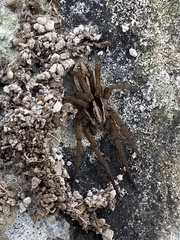 Trochosa