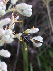 Coelioxys dolichos