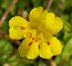Erythranthe primuloides