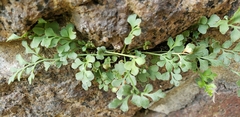 Asplenium ruta-muraria