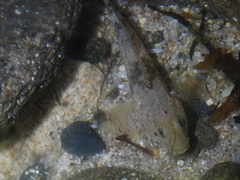 Gobius cobitis