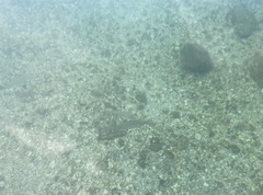 Lutjanus griseus