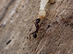 Pheidole obscurithorax