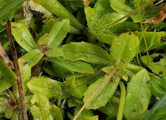 Erythranthe primuloides