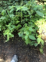 Impatiens parviflora