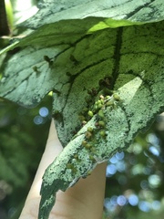 Phytomyza spondylii group