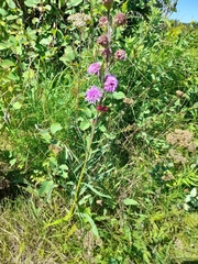 Liatris ligulistylis