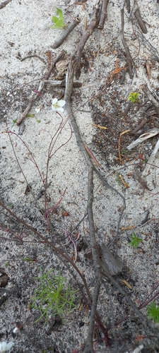 Image of Heliophila meyeri by (c) Adele SL, some rights reserved (CC BY)