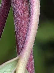 Cornus amomum