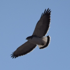 Geranoaetus polyosoma polyosoma