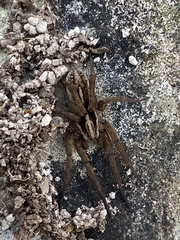 Trochosa