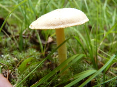 Amanita wellsii