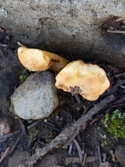 Cantharellus roseocanus