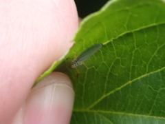 Graphocephala atropunctata