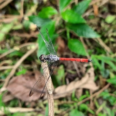 Lathrecista asiatica