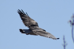 Geranoaetus polyosoma polyosoma