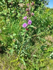 Liatris ligulistylis