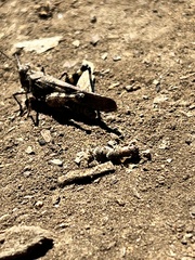 Trimerotropis fontana