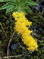 Solidago lepida