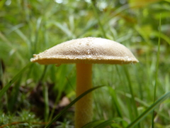 Amanita wellsii