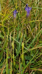 Gentianopsis simplex