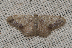 Idaea