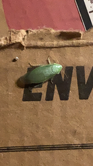 Panchlora nivea