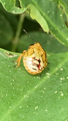 Podisus maculiventris