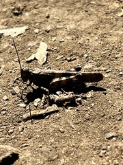 Trimerotropis fontana