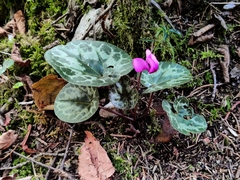 Cyclamen purpurascens